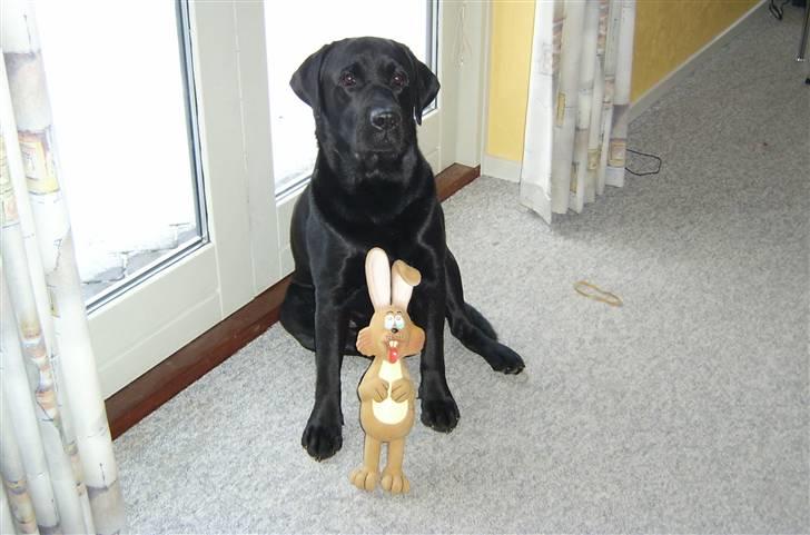 Labrador retriever Lucky  - Lucky med kaninen - Vinter 2004 - billede 1