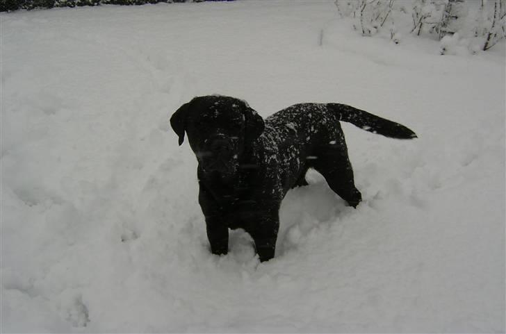 Labrador retriever Lucky  - Lucky i sneen - vinter 2005 - billede 2