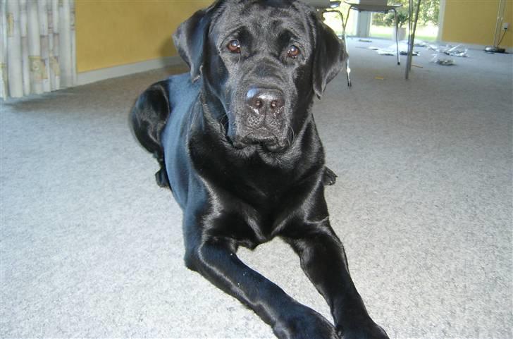 Labrador retriever Lucky  - Lucky - november 2005 - billede 3