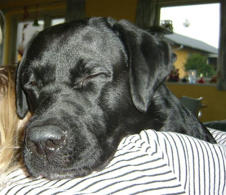 Labrador retriever Lucky  - Lucky og mig billede 4