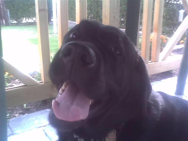 Labrador retriever Lucky  - Lucky hos min mormor og morfar billede 5