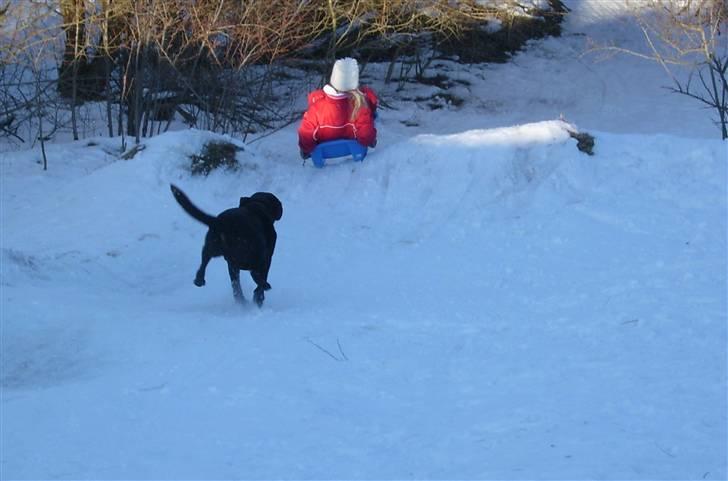 Labrador retriever Lucky  - Lucky efter kælken - marts 2005 - billede 6