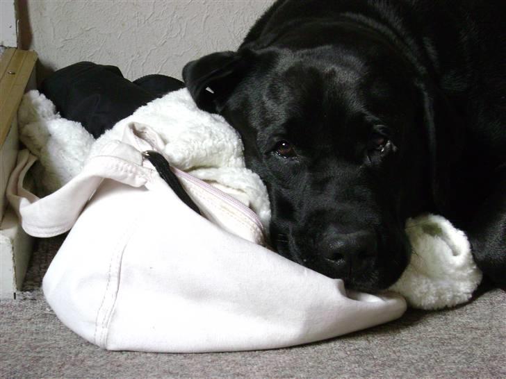 Labrador retriever Lucky  - En træt vovse - oktober 2007 - billede 7