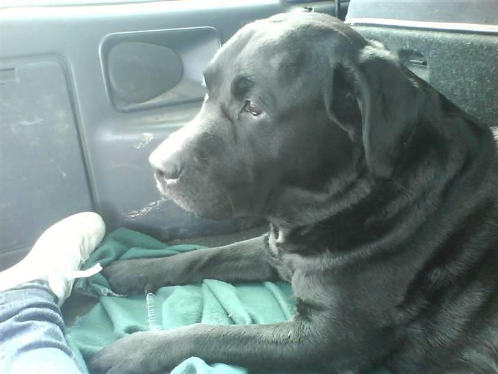 Labrador retriever Lucky  - Lucky og mig hygger i bilen.. - 16 marts 2008 - 10 dage efter blev han aflivet:´( billede 8