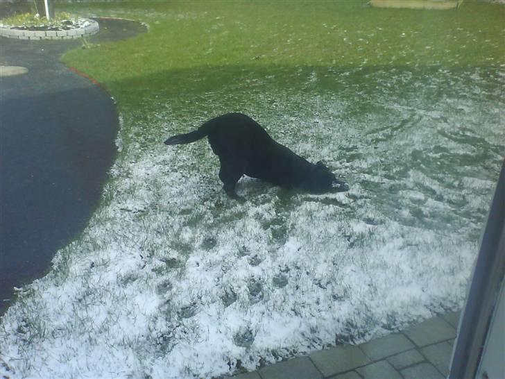 Labrador retriever Lucky  - Lucky i haven - 22 marts 2008 - billede 9