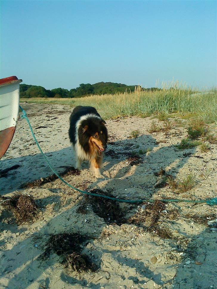 Collie langhåret Jazz ( Pensionisten ) R.I.P billede 4