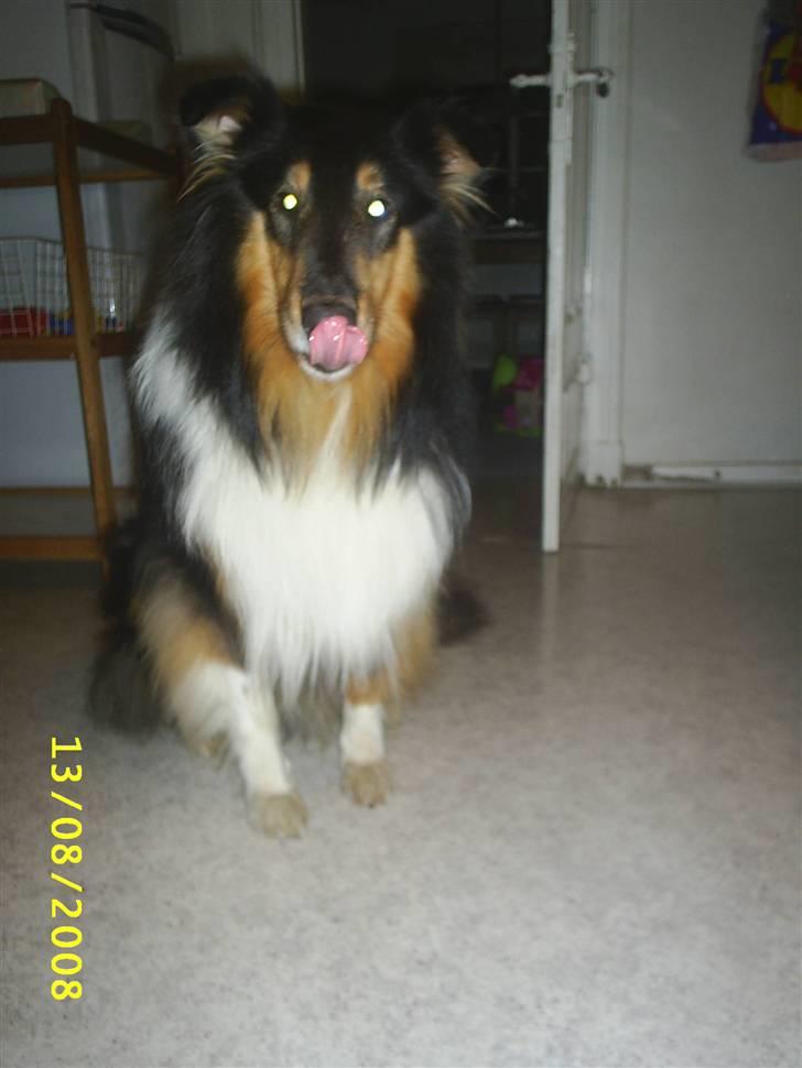 Collie langhåret Jazz ( Pensionisten ) R.I.P billede 14