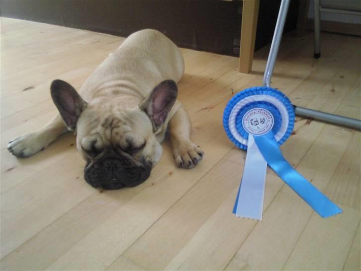 Fransk bulldog Valfers de Aslan (Joker) - En meget træt buller efter hans første udstilling - han fik en 2 plads og fik af vide at han var "lovende" :) billede 9