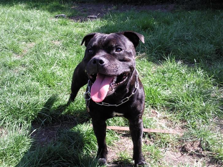 Staffordshire bull terrier Cody - En tur i haven. billede 6