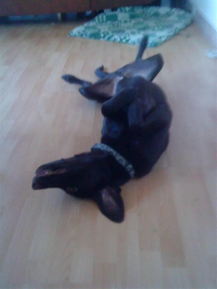 Blanding af racer charlie  billede 15