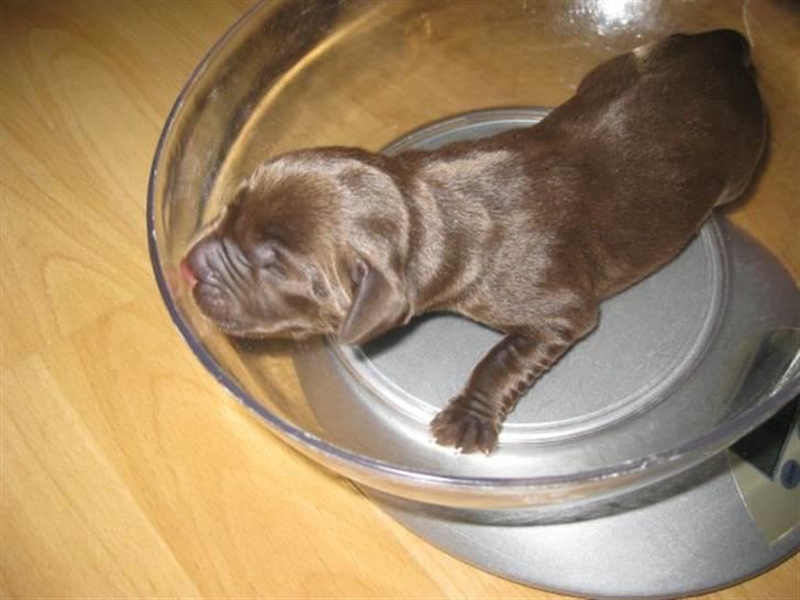 Blanding af racer charlie  - Her er Charlie 3 dage gammel, og bliver vejet! Han vejer lige som han skal :) billede 16