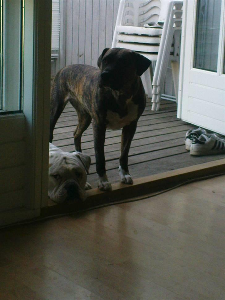 Amerikansk bulldog ****Donna**** himmelhund billede 15