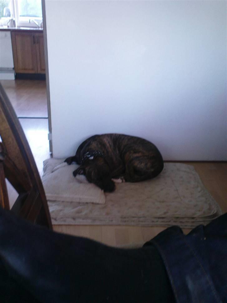 Amerikansk bulldog ****Donna**** himmelhund billede 16