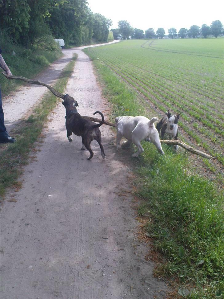 Amerikansk bulldog ****Donna**** himmelhund billede 17