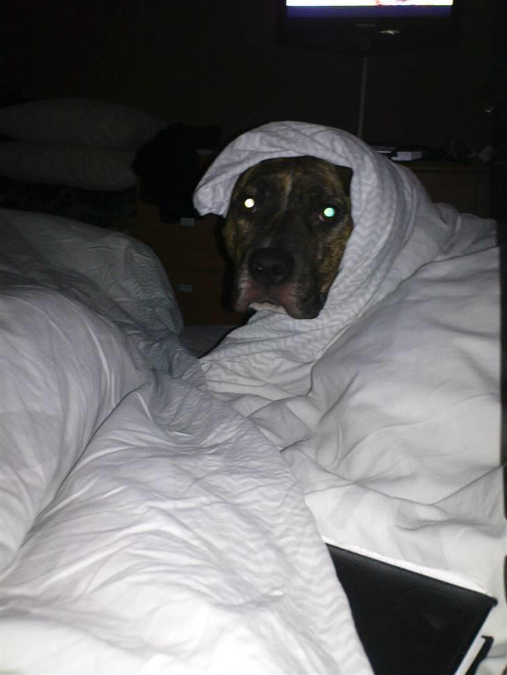 Amerikansk bulldog ****Donna**** himmelhund billede 18