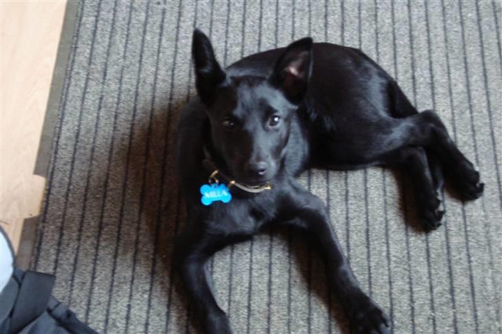 Australsk kelpie Milla - RIP maj 2011 billede 6