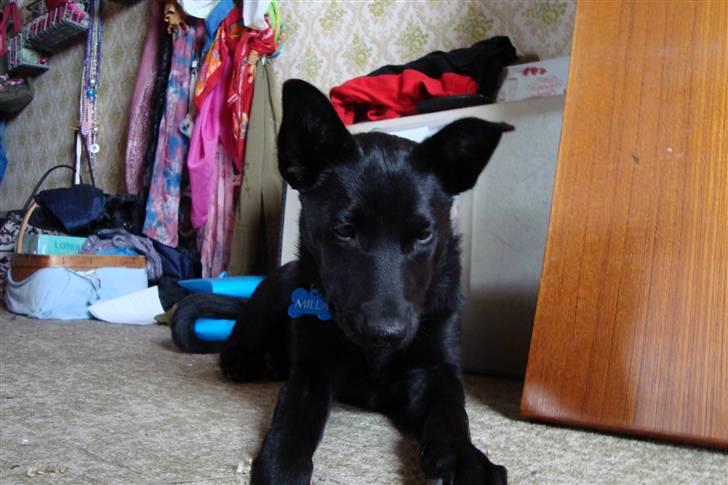 Australsk kelpie Milla - RIP maj 2011 billede 7