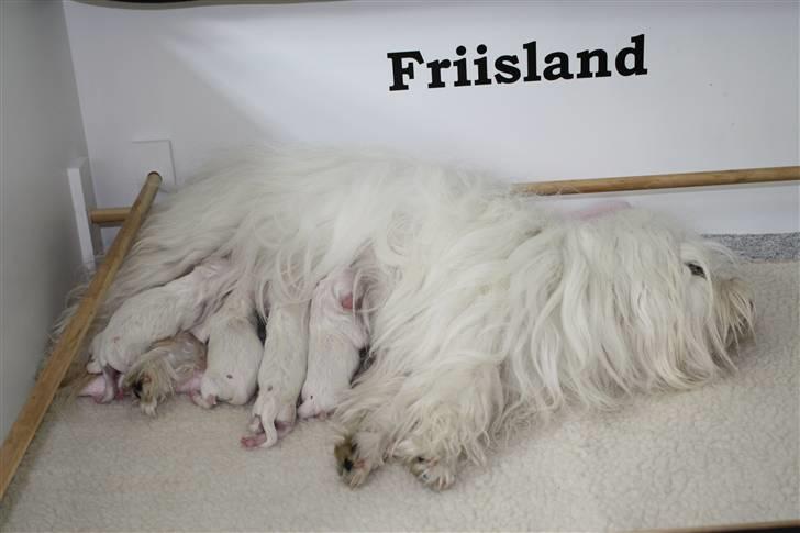 Coton de tulear Bianca - Den første dag med sit kuld på 5 smukke tæver d. 25. juli 2009 billede 15