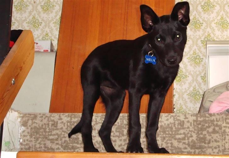 Australsk kelpie Milla - RIP maj 2011 billede 8