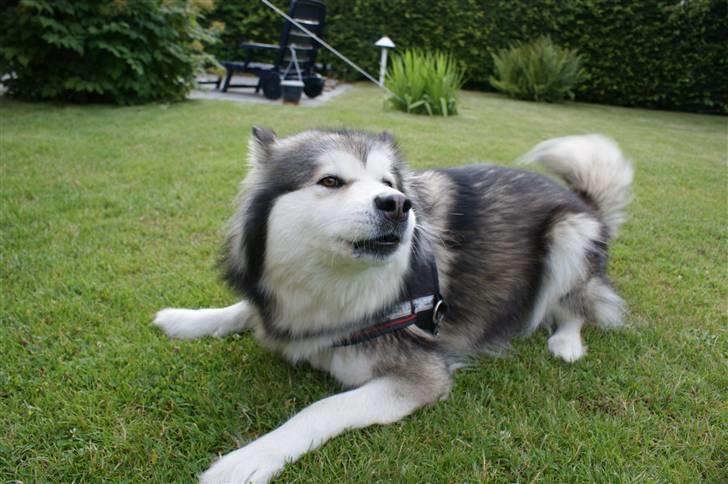 Alaskan malamute Gilza/aya - hvem vil lege???  juli 09 billede 17