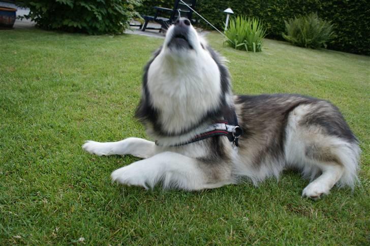 Alaskan malamute Gilza/aya - woooo wooooo woooooo kom nu!!  juli 09 billede 18