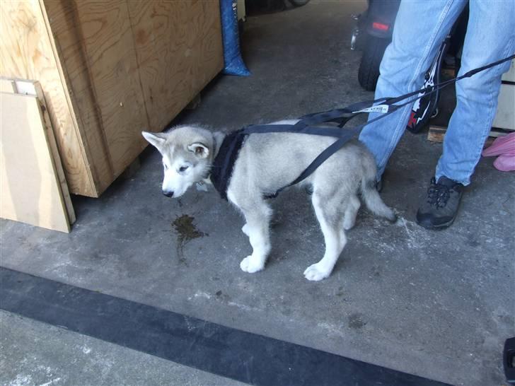 Alaskan malamute Wolf - er klar til der kommer sne billede 4