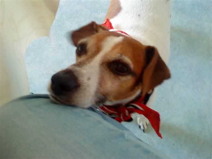 Blanding af racer Plet - Plet der tigger ved morgenbordet! billede 8