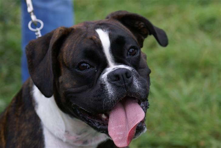 Boxer Von Drekise Stachy R.I.P - Min Bedste ven Stachy billede 1