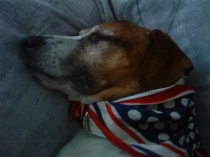 Blanding af racer Plet - zZZzZZzZZZZZZZz !!!!!!!!!!!!!!!!!!!! billede 9