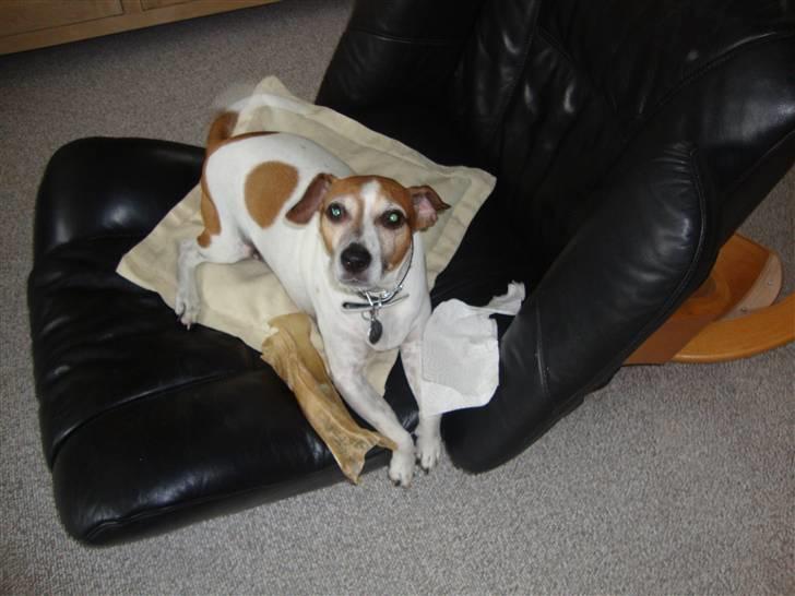 Blanding af racer Plet - Ikke nu ! jeg gider ikke ha at du hele tiden tar´ billeder; billede 10