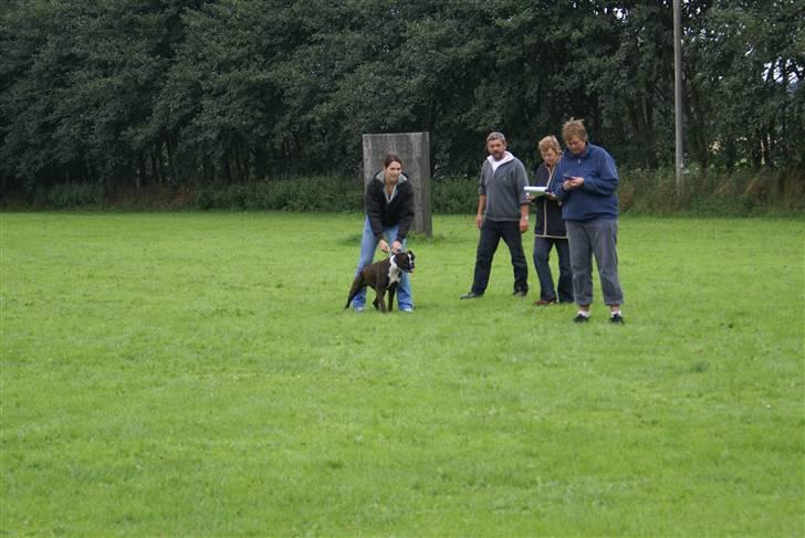 Boxer Von Drekise Stachy R.I.P - Til avlsgodkendelse billede 2