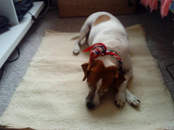 Blanding af racer Plet - Hmm ... man ligger egentligt godt her - selvom det er på gulvet ! billede 11