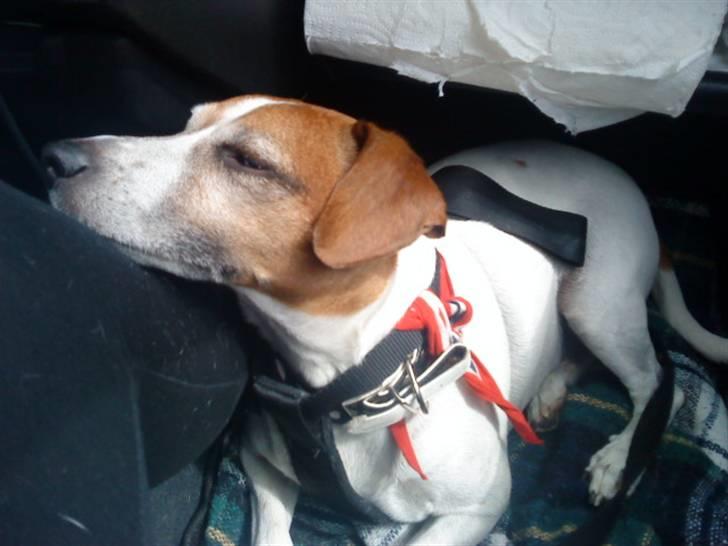 Blanding af racer Plet - Plet der er med i bilen; billede 12