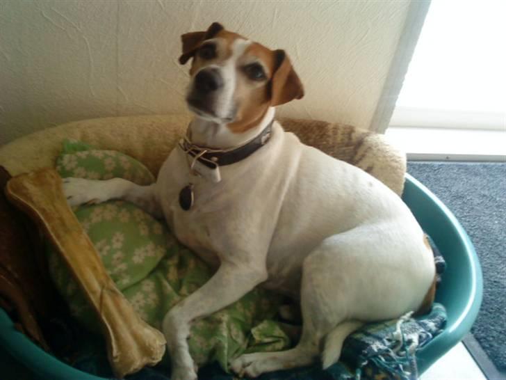 Blanding af racer Plet - Se mit store kødben!  billede 13