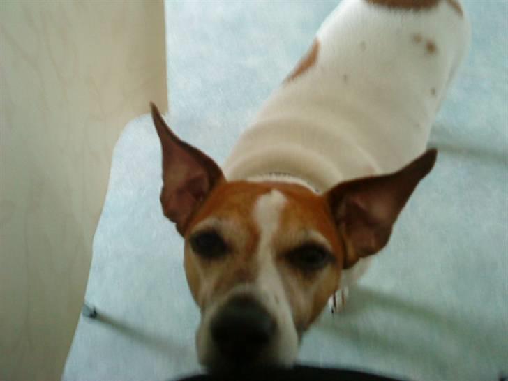 Blanding af racer Plet - Se mine flip !! (; billede 14