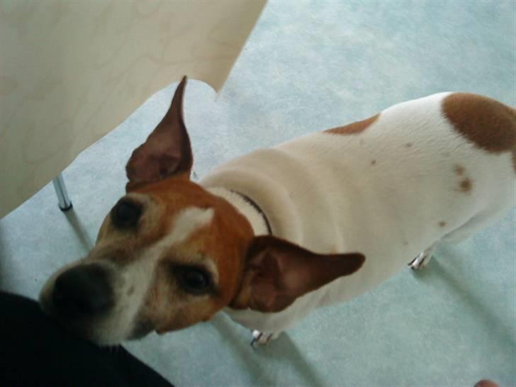 Blanding af racer Plet - Er jeg ikke bar sød ?! billede 15