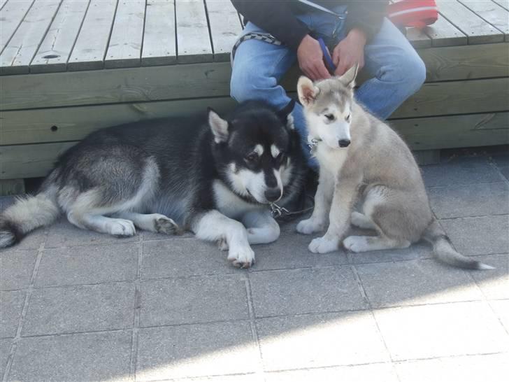 Alaskan malamute Wolf - tror du vi for en is helios billede 5