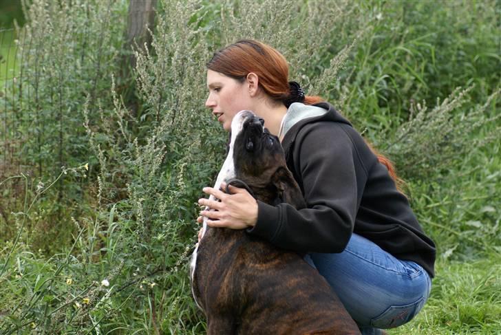Boxer Von Drekise Stachy R.I.P - Venter på at kunne komme til bedømmelsen billede 3