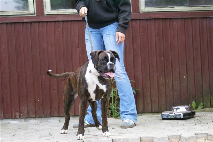 Boxer Von Drekise Stachy R.I.P - er jeg ikke fin billede 5