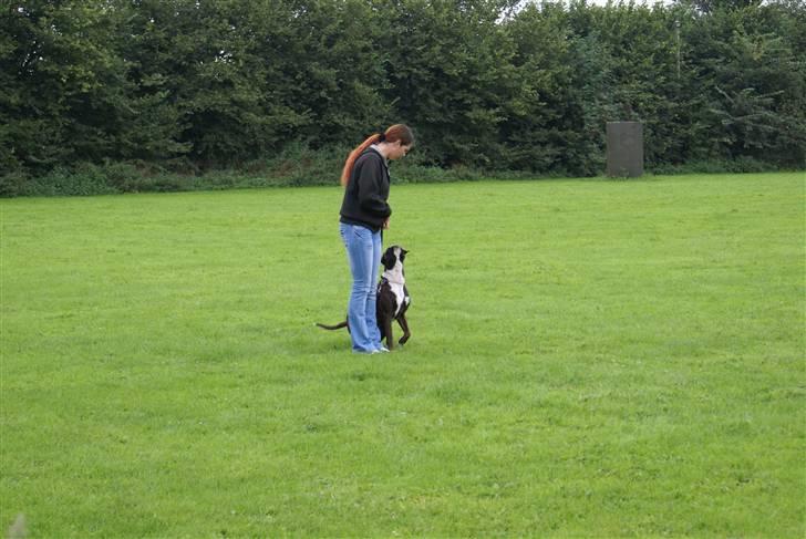 Boxer Von Drekise Stachy R.I.P - Til prøve B-B billede 6