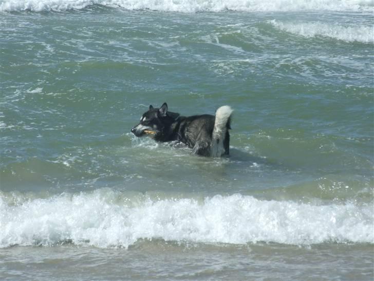 Alaskan malamute Helios - dejlig at lege i vandet  billede 8