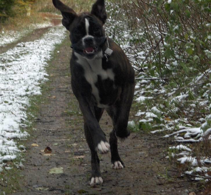 Boxer Von Drekise Stachy R.I.P - Elskede skovturene billede 7
