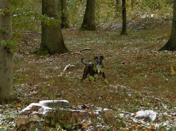Boxer Von Drekise Stachy R.I.P - dejligt i skoven billede 8