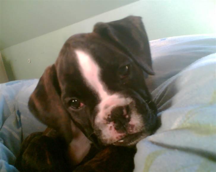 Boxer Von Drekise Stachy R.I.P - 9 uger gammel billede 9