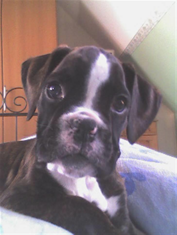Boxer Von Drekise Stachy R.I.P - 9 uger gammel billede 10