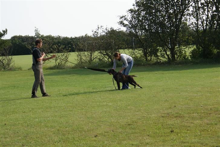 Boxer Von Drekise Stachy R.I.P - C-camp 2007 billede 11