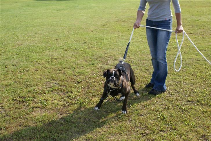 Boxer Von Drekise Stachy R.I.P - C-camp 2007 billede 12