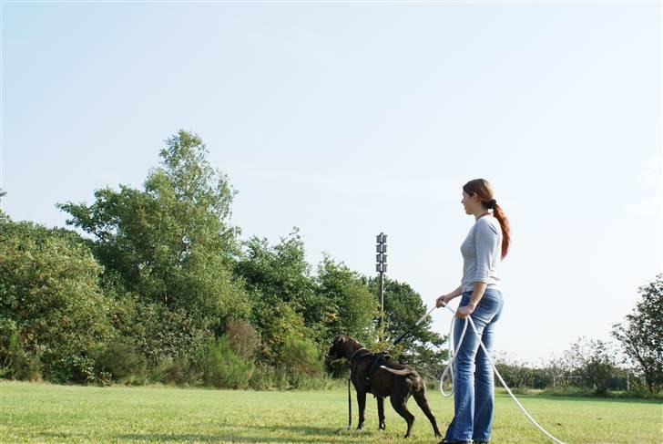 Boxer Von Drekise Stachy R.I.P - C-camp 2007 billede 13
