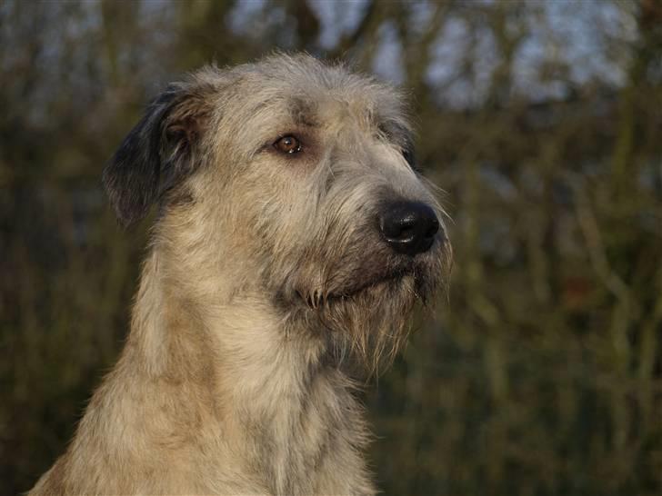 Irsk ulvehund Falkor billede 3