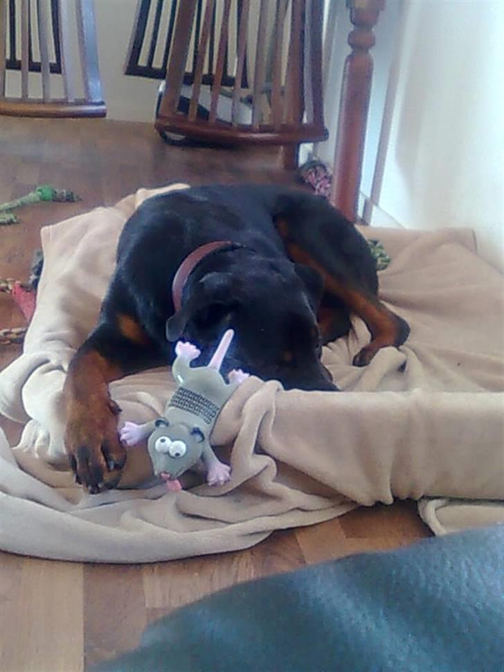 Rottweiler Max billede 6